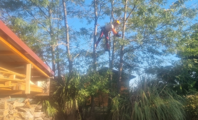 Démontage d'un bosquet de feviers d'Amérique à Gratens, Carbonne, Arize Élagage