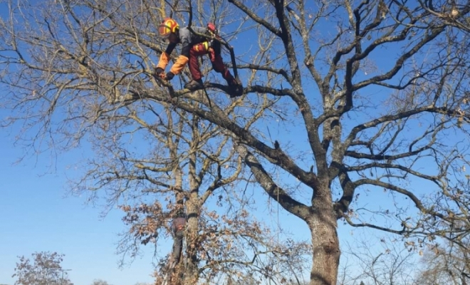 Taille sanitaire d'un alignement de chênes à Lafitte Vigordane, Carbonne, Arize Élagage