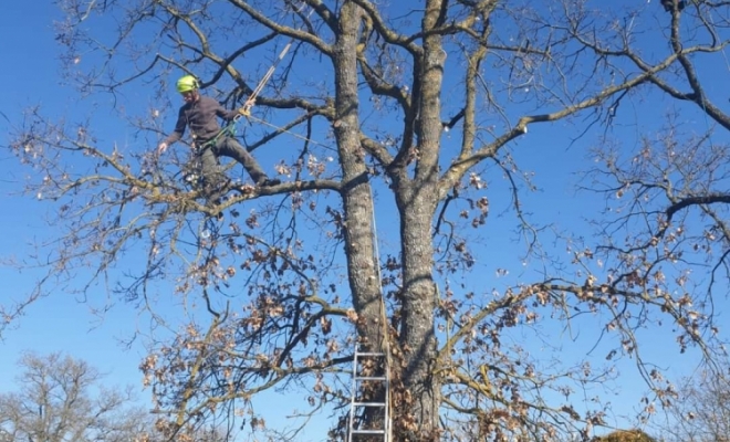 Taille sanitaire d'un alignement de chênes à Lafitte Vigordane, Carbonne, Arize Élagage