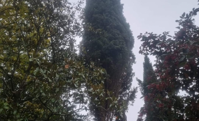 Démontage d'un cyprès de Provence à Carbone, Carbonne, Arize Élagage