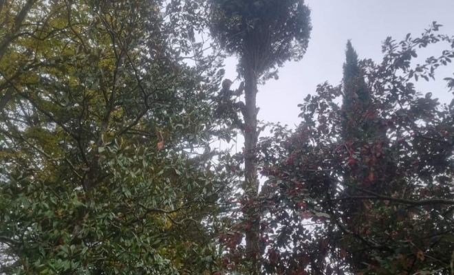 Démontage d'un cyprès de Provence à Carbone, Carbonne, Arize Élagage