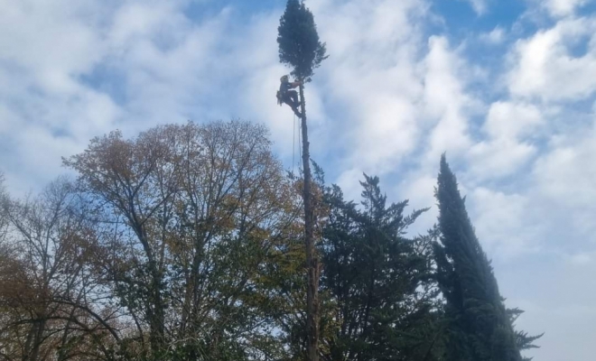 Démontage d'un cyprès de Provence à Carbone, Carbonne, Arize Élagage