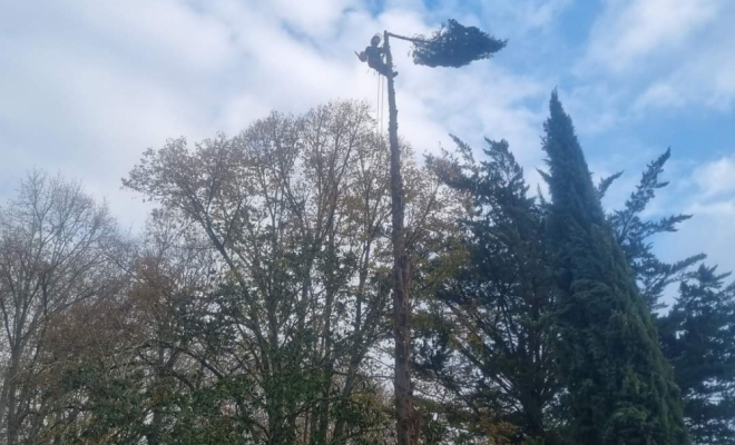 Démontage d'un cyprès de Provence à Carbone, Carbonne, Arize Élagage