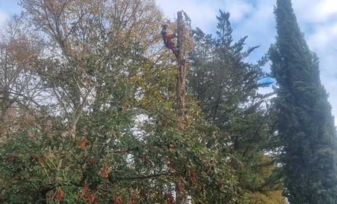 Démontage d'un cyprès de Provence à Carbone, Carbonne, Arize Élagage