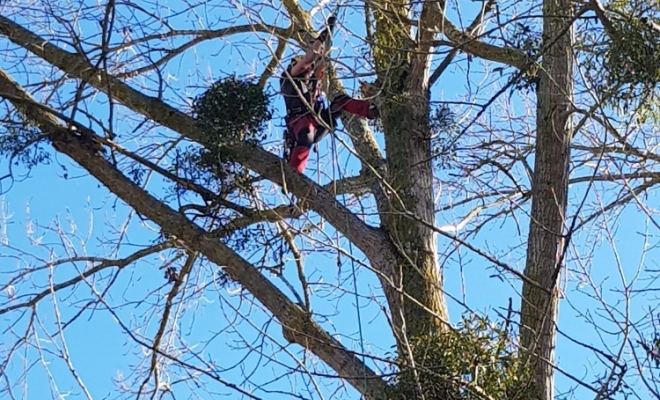 Taille d’arbre douce, Carbonne, Arize Élagage