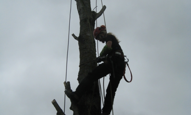 Taille d’arbre douce, Carbonne, Arize Élagage