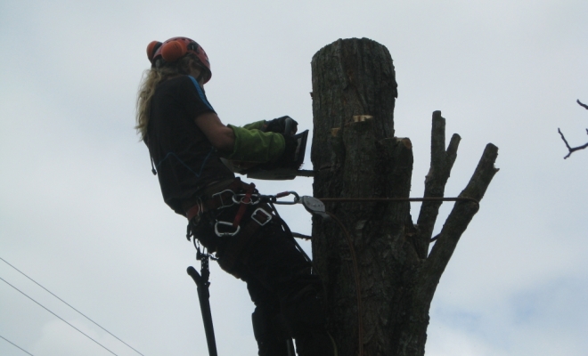 Taille d’arbre douce, Carbonne, Arize Élagage