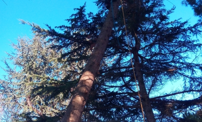 Taille d’arbre douce, Carbonne, Arize Élagage