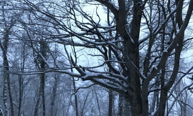 Taille d’arbre douce, Carbonne, Arize Élagage