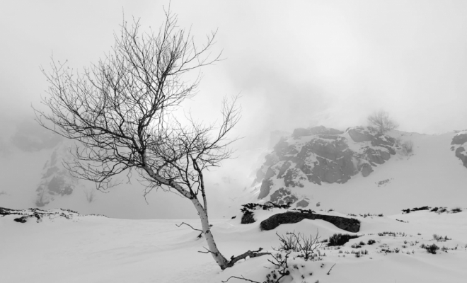 Taille d’arbre douce, Carbonne, Arize Élagage