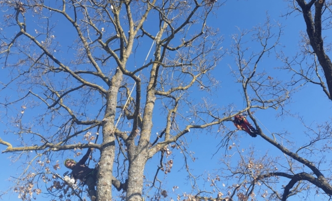 Taille d’arbre douce, Carbonne, Arize Élagage