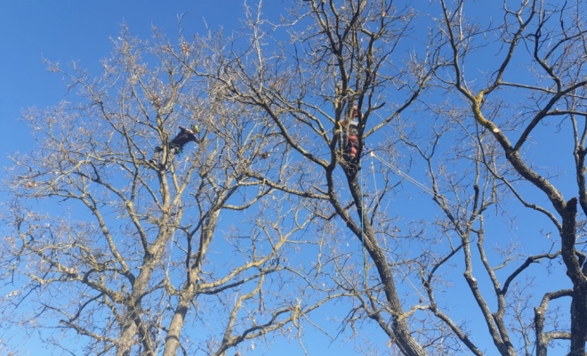 Taille d’arbre douce, Carbonne, Arize Élagage