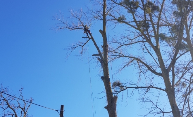 Taille d’arbre douce, Carbonne, Arize Élagage