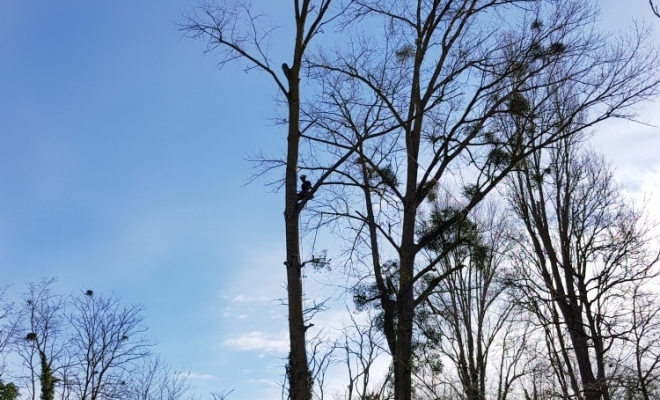 Taille d’arbre douce, Carbonne, Arize Élagage