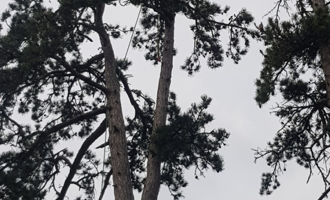 Taille d’arbre douce, Carbonne, Arize Élagage