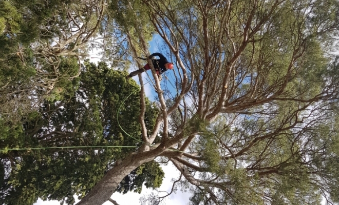 Taille d’arbre douce, Carbonne, Arize Élagage