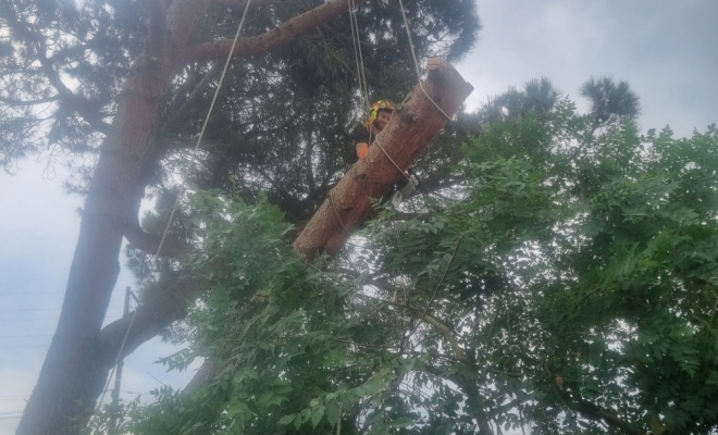 Taille d’arbre douce, Carbonne, Arize Élagage