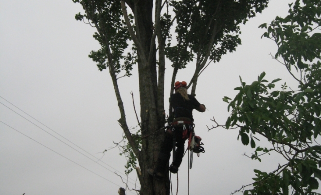 Taille d’arbre douce, Carbonne, Arize Élagage