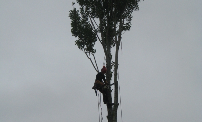 Taille d’arbre douce, Carbonne, Arize Élagage