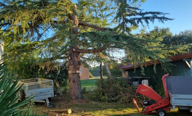 Démontage d'un féviers d'Amérique à Gratens, Carbonne, Arize Élagage