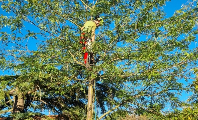 Démontage d'un féviers d'Amérique à Gratens, Carbonne, Arize Élagage