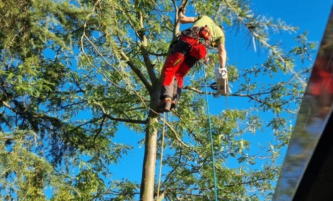 Démontage d'un féviers d'Amérique à Gratens, Carbonne, Arize Élagage