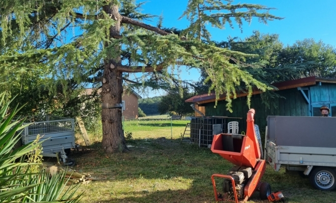 Démontage d'un féviers d'Amérique à Gratens, Carbonne, Arize Élagage