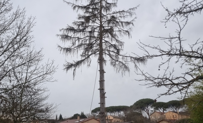 Démontage d'un épicéa mort a Lafitte Vigordane, Carbonne, Arize Élagage